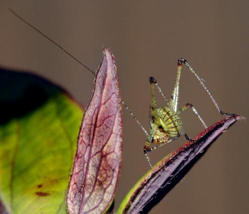 Phaneropterinae