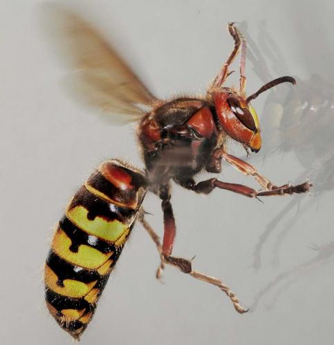 Réf. 2 356 : Vespa crabro
