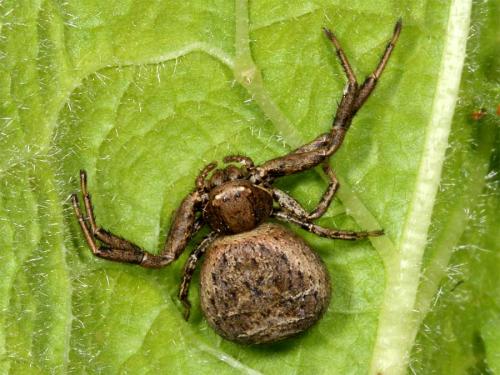 Xysticus sp.