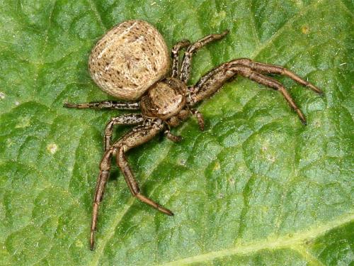 Réf. 2 158 : Xysticus sp.