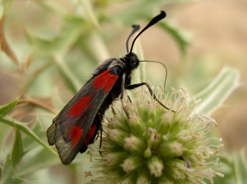 Réf. 2 147 : Zygaena sarpedon
