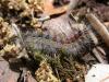 Lymantria dispar