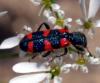 Trichodes leucopsideus