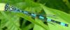 Coenagrion mercuriale