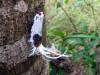 2219 – Photo : Eric Castor-Lelaurai – Guyane française