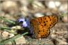 2774 – Photo : ntho – France (30)