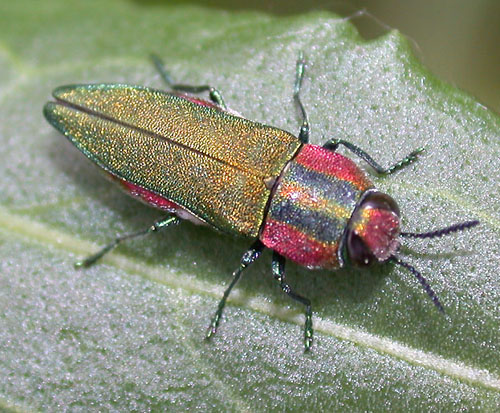 franco - Anthaxia (Cratomerus) hungarica - réf. 2216 (500 x 413 pixels, 102 ko)