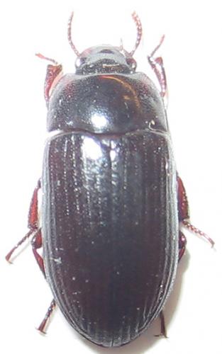 Réf. 20 970 : Alphitobius diaperinus