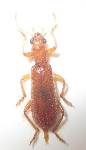 Réf. 20 971 : Opilo pallidus