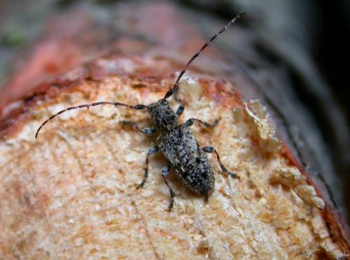 Pogonocherus decoratus