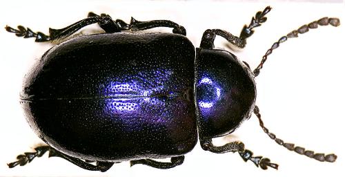 Réf. 20 956 : Chrysochus asclepiadeus