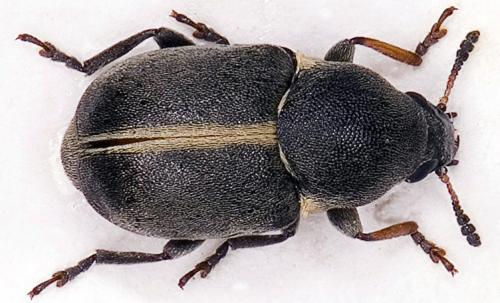 Réf. 20 936 : Bruchela suturalis