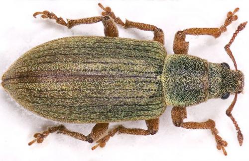 Réf. 20 946 : Polydrusus impar