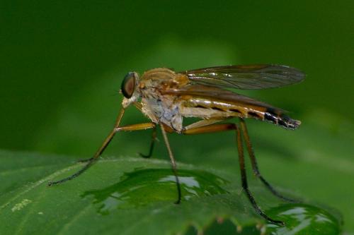 Rhagio tringarius