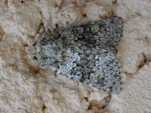 Hecatera sp.