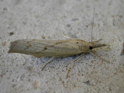Pediasia contaminella