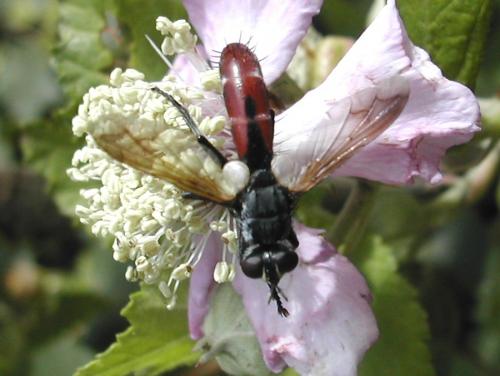 Réf. 20 263 : Cylindromyia bicolor
