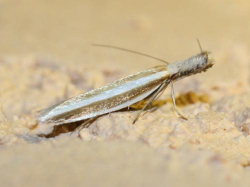 Pleurota aristella