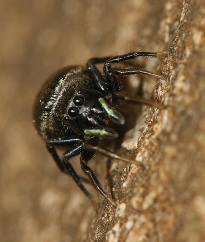 Réf. 20 712 : Heliophanus aeneus
