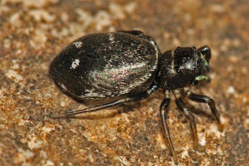 Réf. 20 713 : Heliophanus aeneus