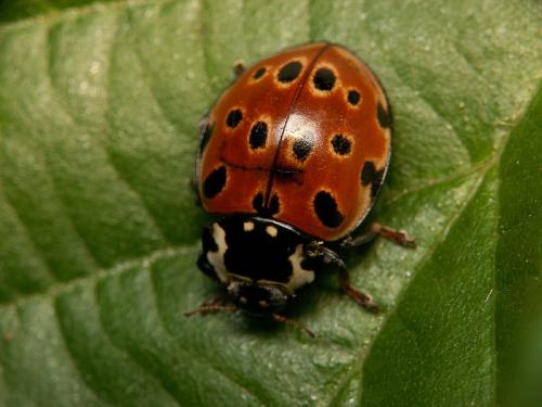 Réf. 20 259 : Anatis ocellata
