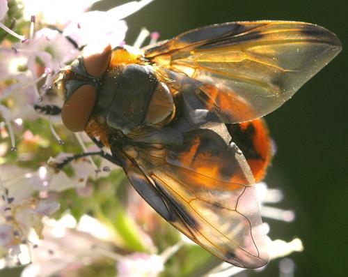 Phasia hemiptera