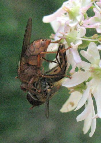 Scathophaga sp.