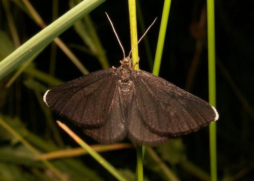 Odezia atrata