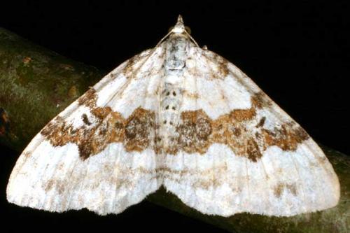 Réf. 20 313 : Xanthorhoe montanata