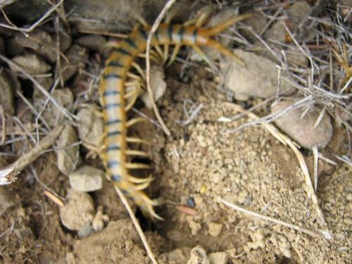 Réf. 20 962 : Scolopendra cingulata