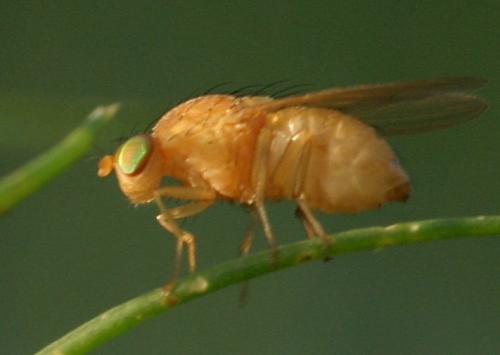 Sapromyza sp.