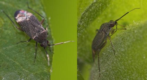 Réf. 20 613 : Heterocordylus sp.