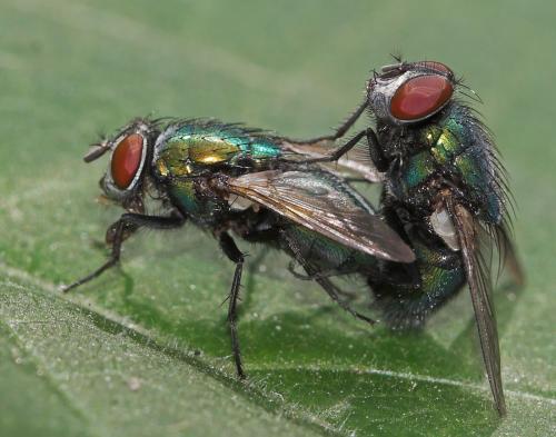 Lucilia sericata