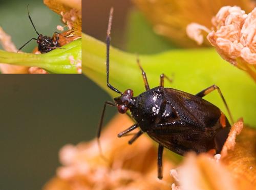 Réf. 20 338 : Deraeocoris ruber