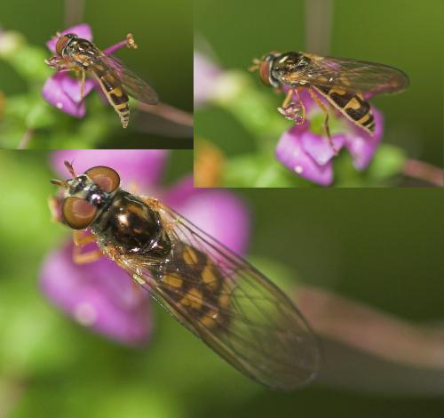Réf. 20 295 : Melanostoma scalare