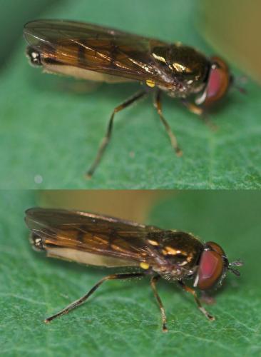 Melanostoma mellinum