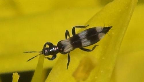 Aeolothrips sp.