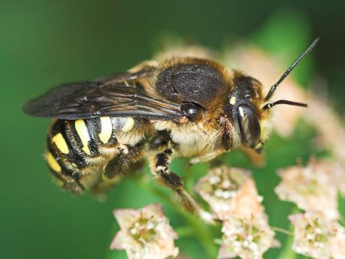 Anthidium septemspinosum
