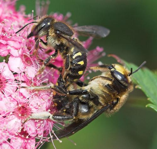 Anthidium septemspinosum