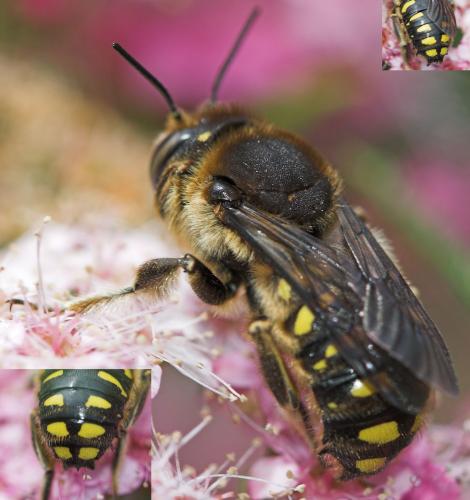 Anthidium septemspinosum
