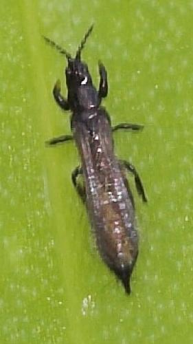 Limothrips denticornis