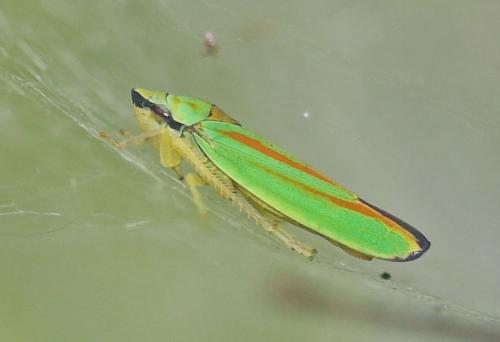 Graphocephala fennahi