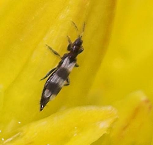 Aeolothrips sp.