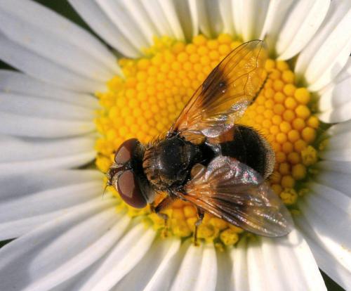 Réf. 20 208 : Ectophasia sp.
