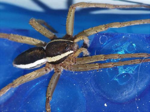 Dolomedes sp.