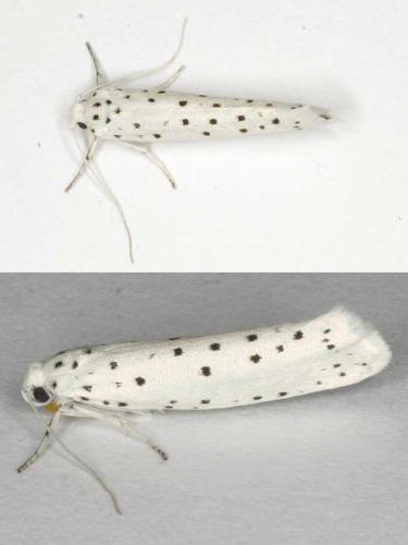 Yponomeuta sp.