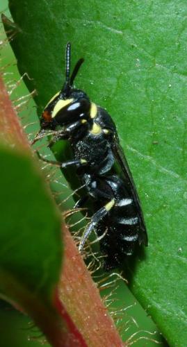Hylaeus sp.