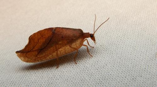 Drepanepteryx phalaenoides