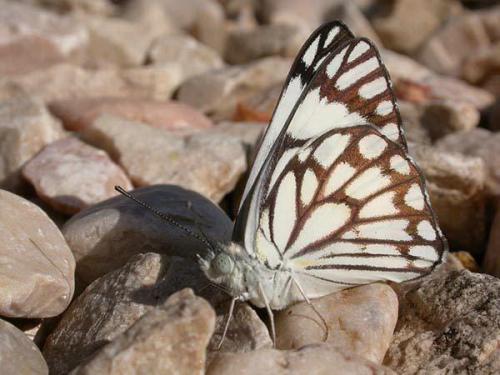 Réf. 20 519 : Belenois aurota