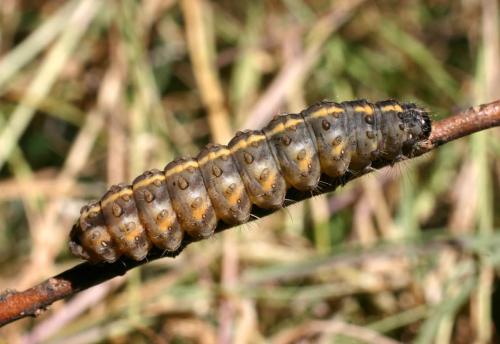 Phragmatobia fuliginosa